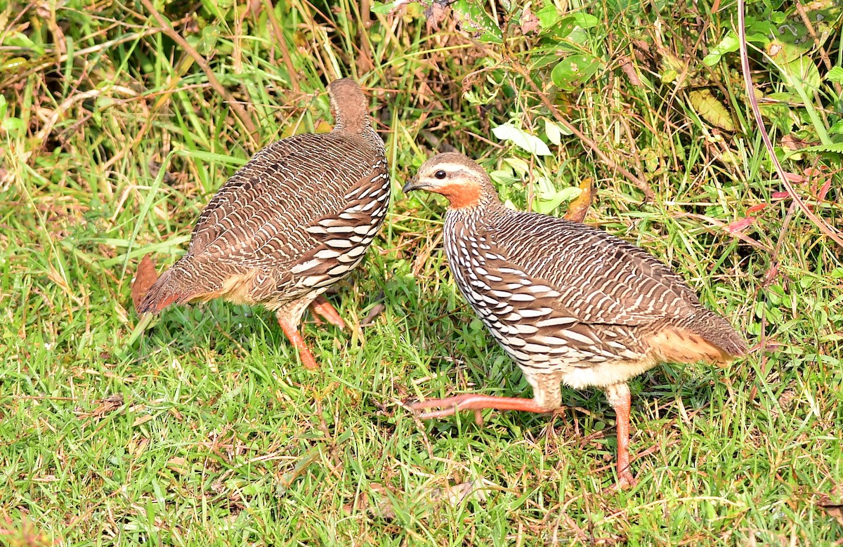 Болотный турач - ML645439688