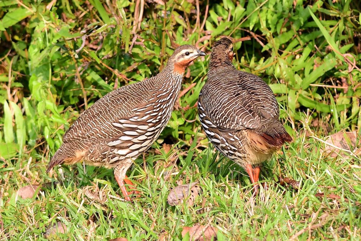 Болотный турач - ML645439689