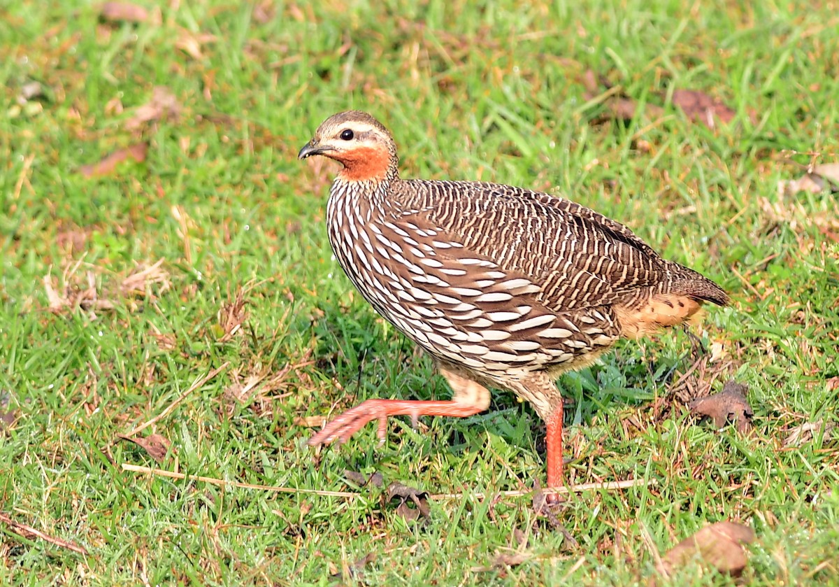 Болотный турач - ML645439690