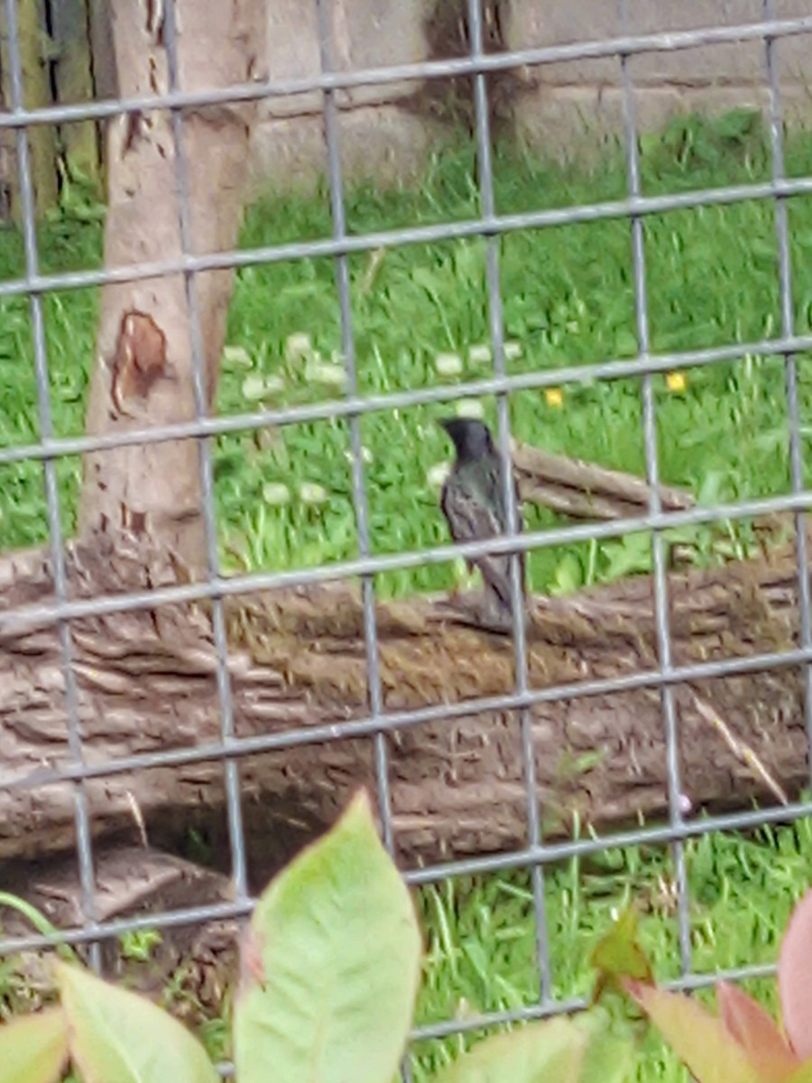 Обыкновенный скворец - ML645439698