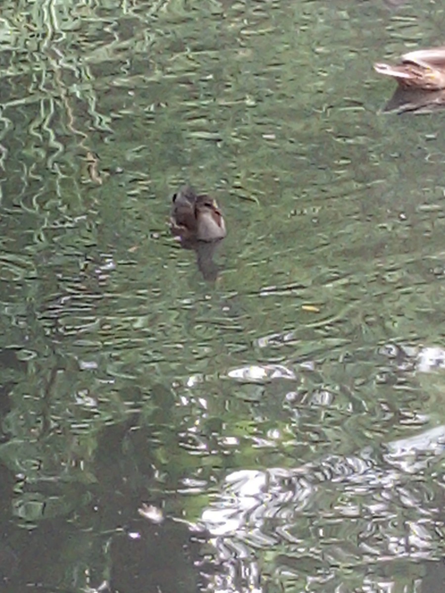 Камышница - ML645439699