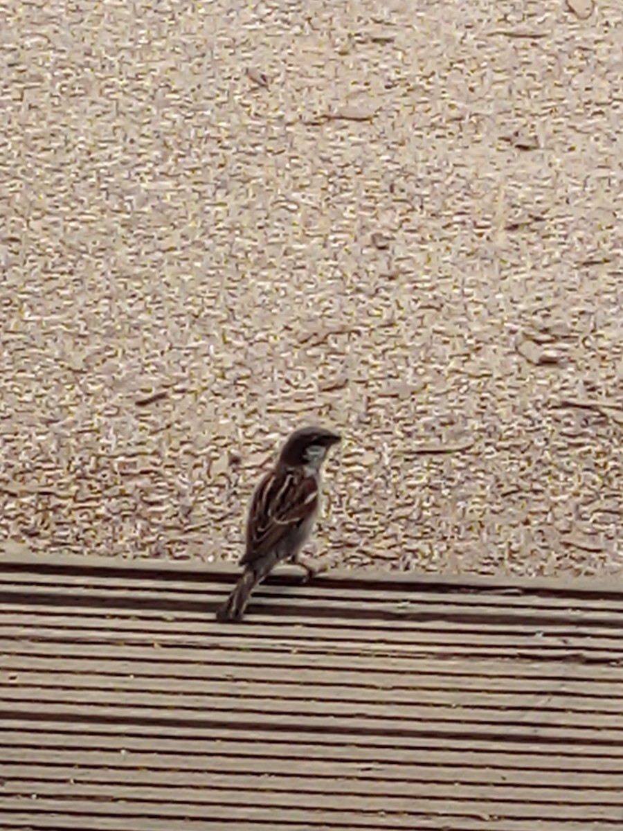 Домовый воробей - ML645439700