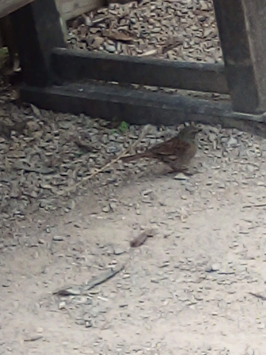 Лесная завирушка - ML645439701