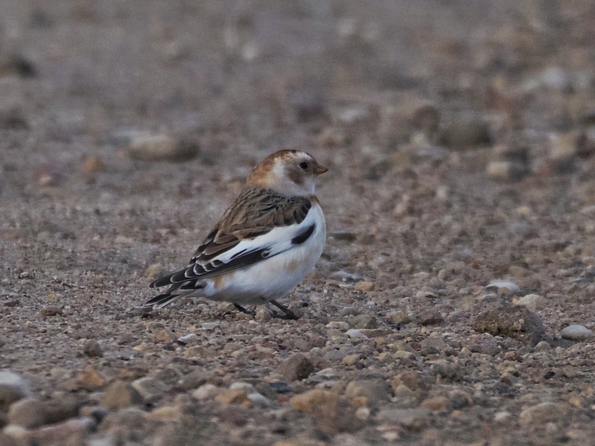 Пуночка - ML645439703