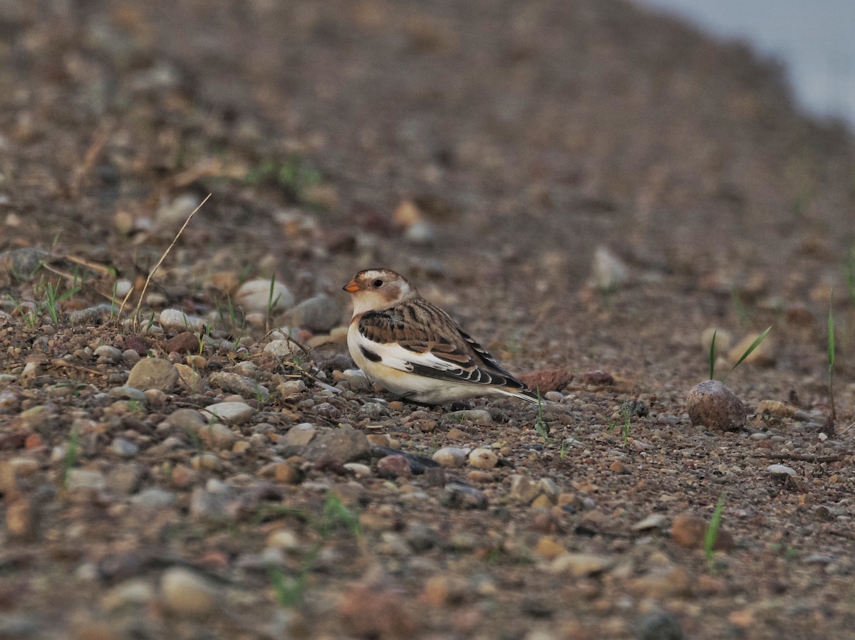 Пуночка - ML645439704