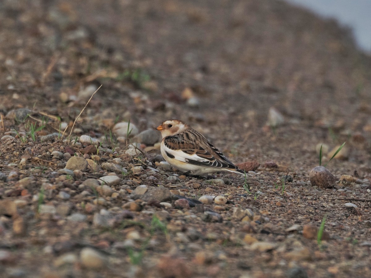 Пуночка - ML645439705