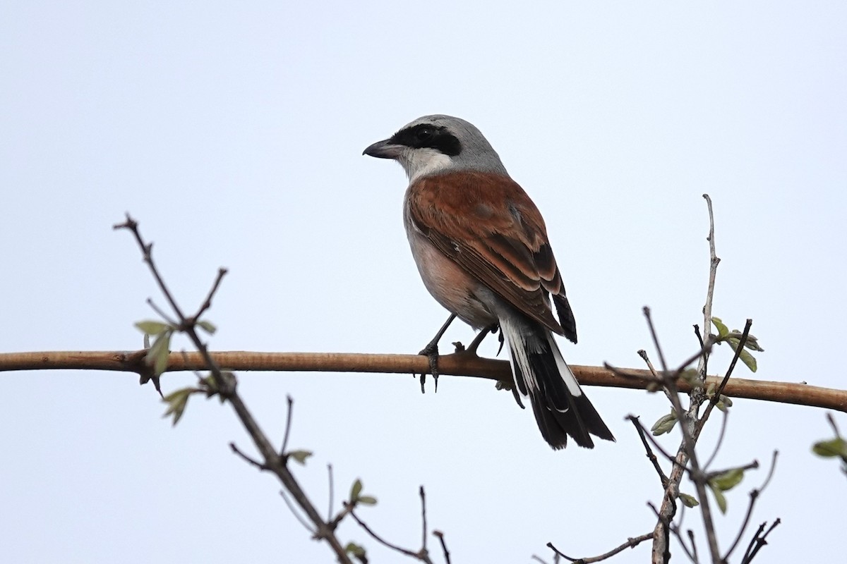 Обыкновенный жулан - ML645439707