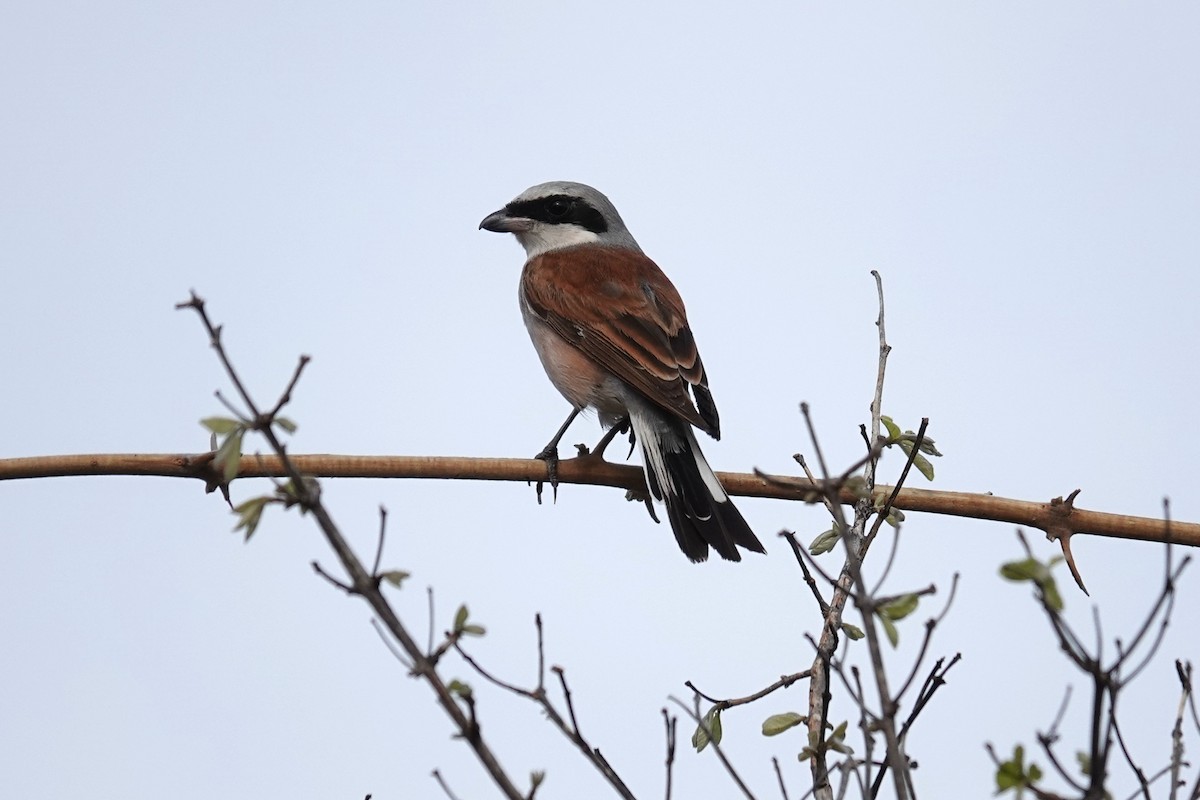 Обыкновенный жулан - ML645439708