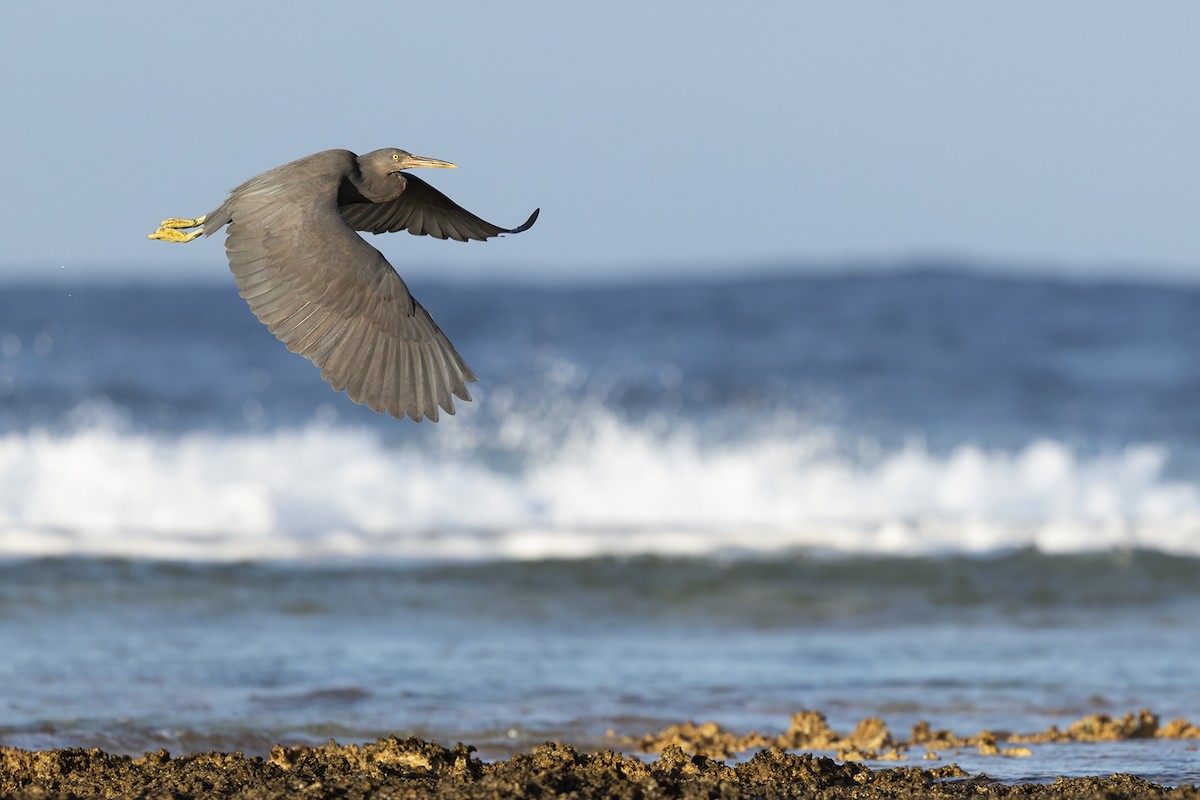 Восточная рифовая цапля - ML645439709