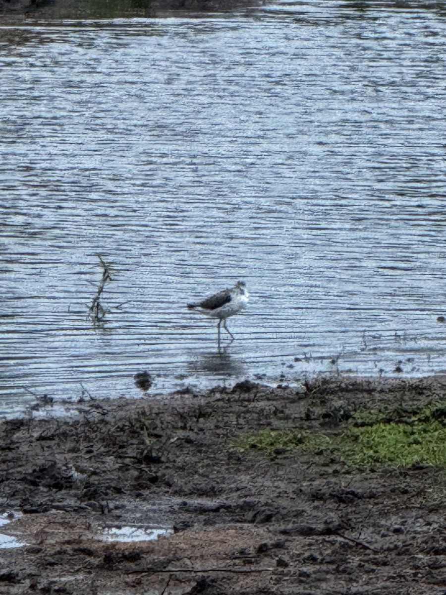 Сенегальский чибис - ML645439710