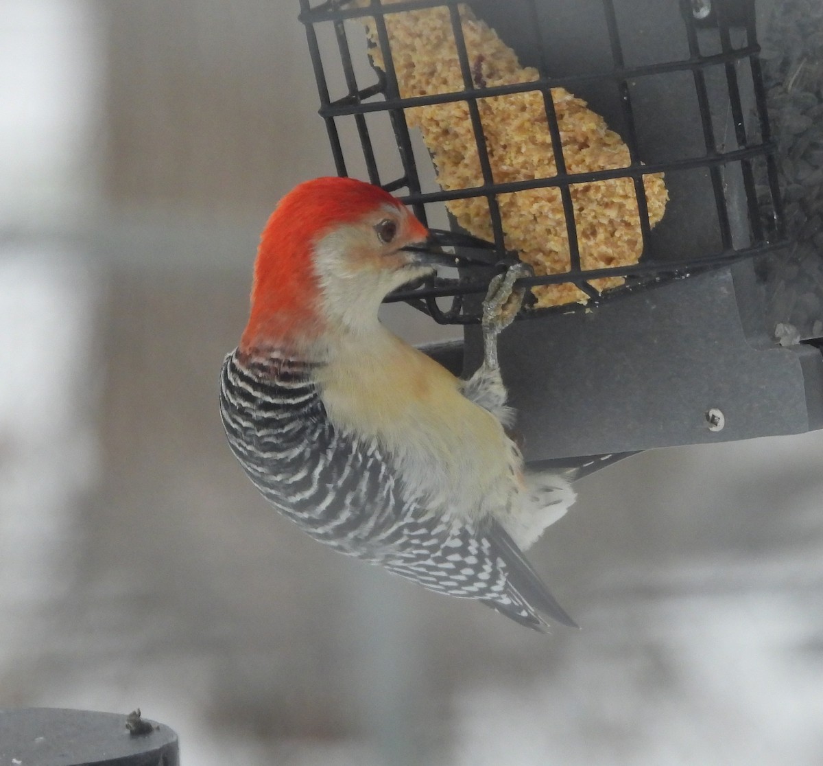 Red-bellied Woodpecker - ML645439711