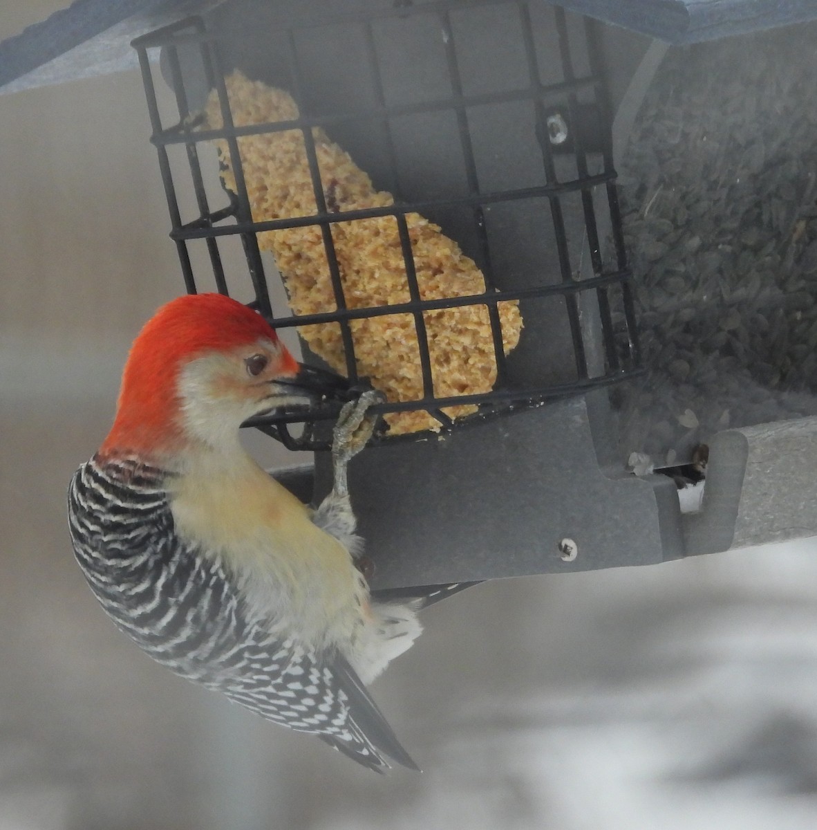 Red-bellied Woodpecker - ML645439714