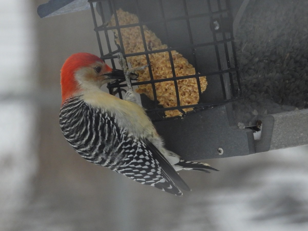 Red-bellied Woodpecker - ML645439715
