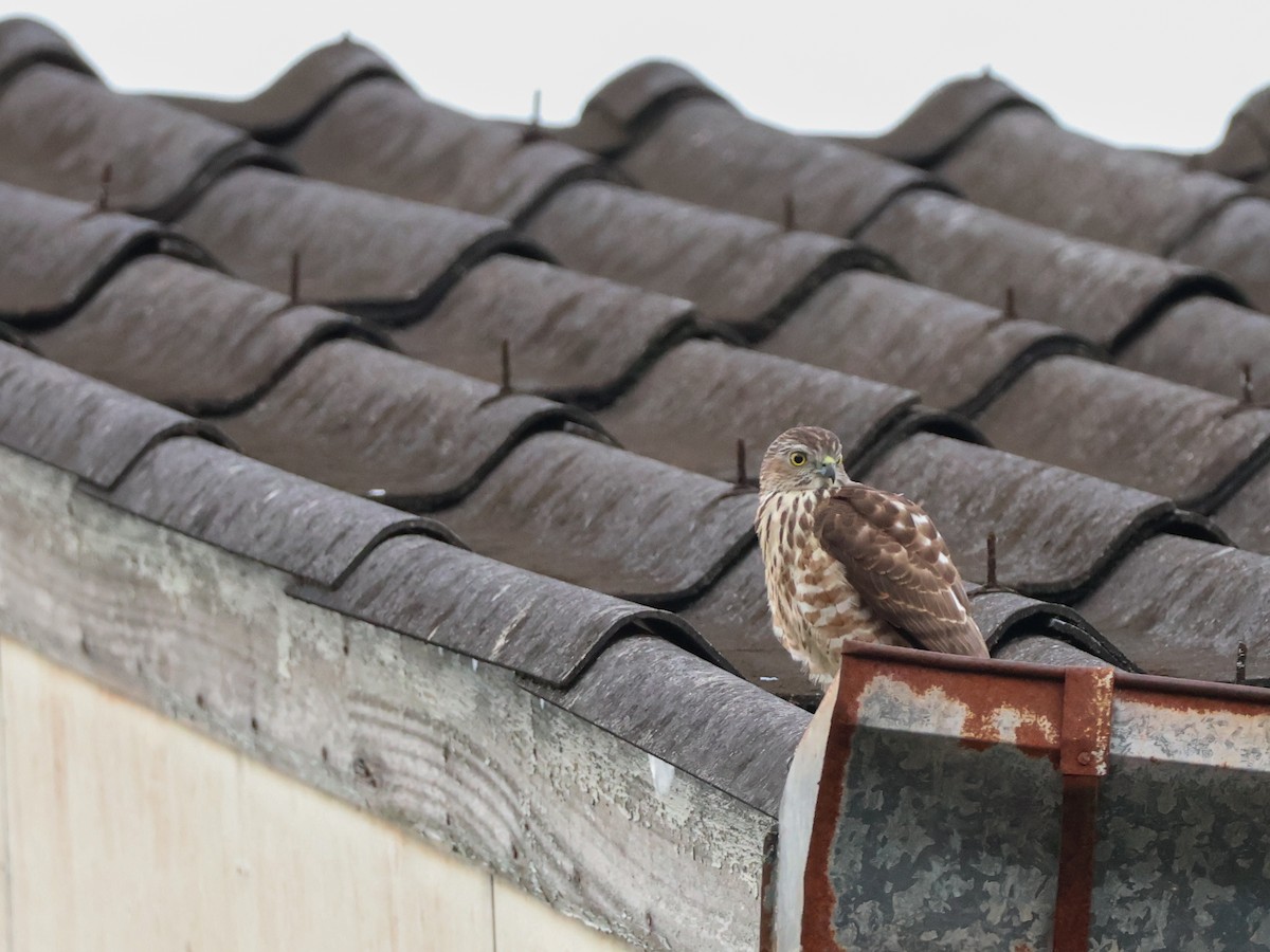 Тювик - ML645439716