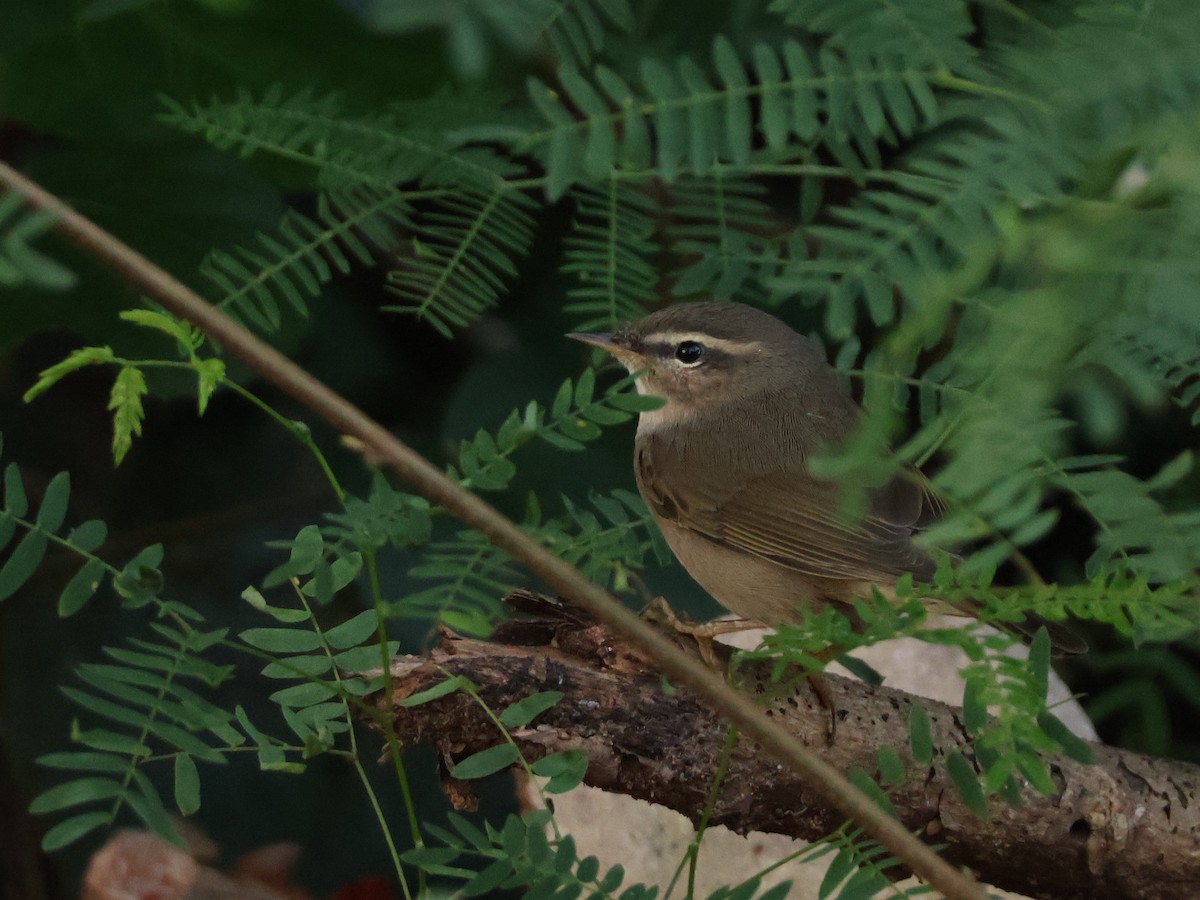 Esmer Çıvgın - ML645439717