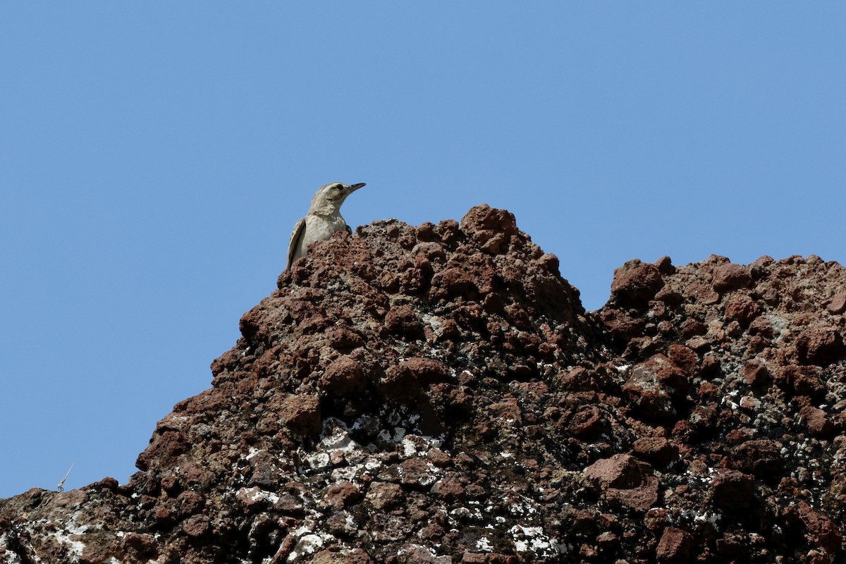 Длинноклювый конёк - ML645439718