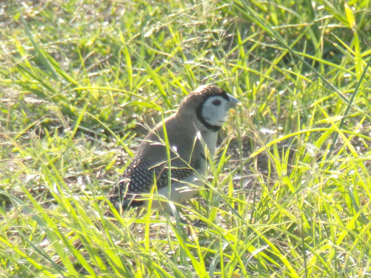 Кольчатая амадина - ML645439719