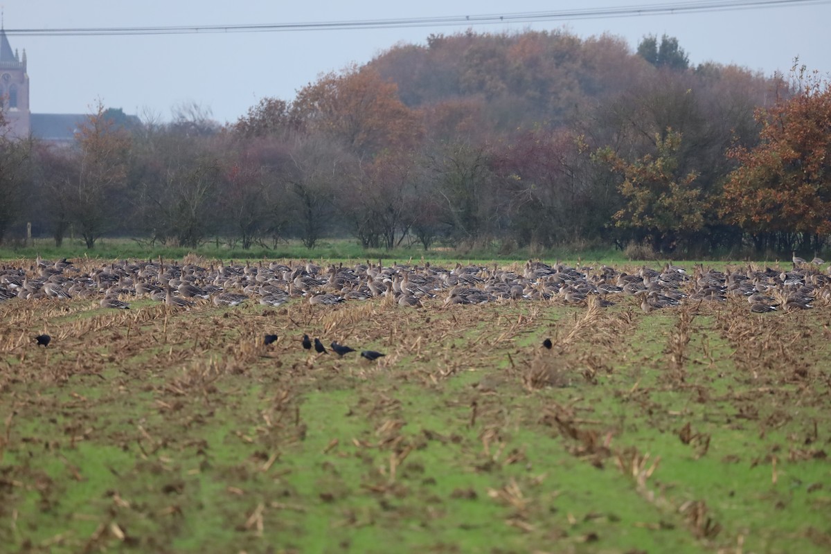 Тундровый гуменник - ML645439720