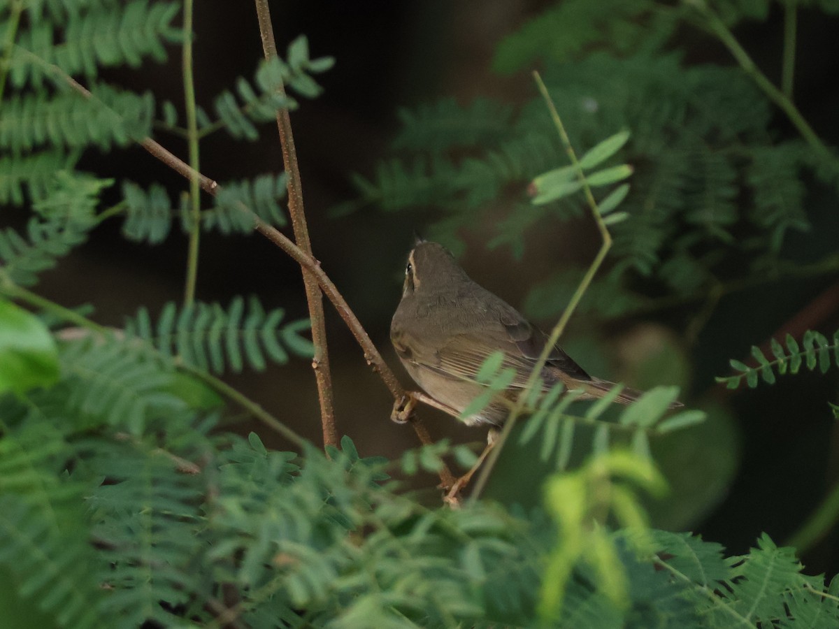 Esmer Çıvgın - ML645439732