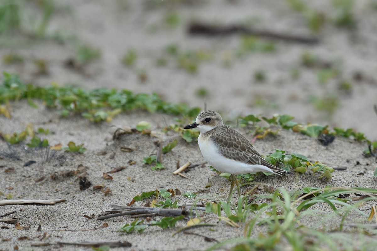 鐵嘴鴴 - ML645439735