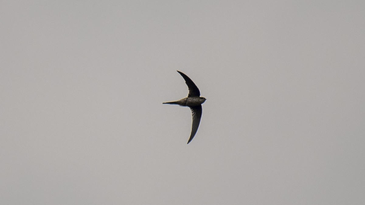 סיס-דקלים אסייתי - ML645439739