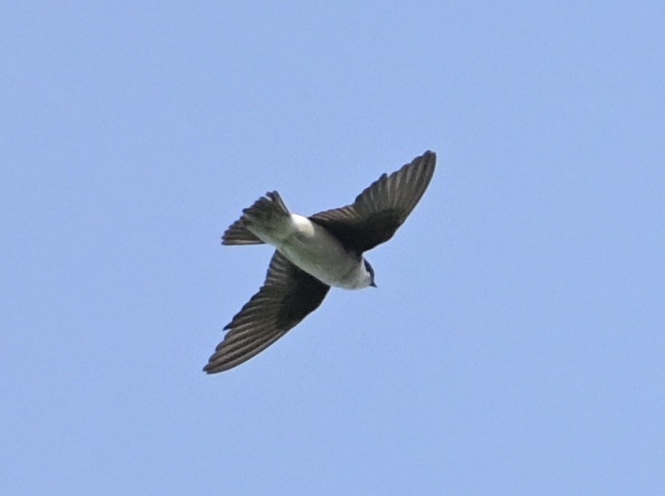 טסית אסייתית - ML645439740