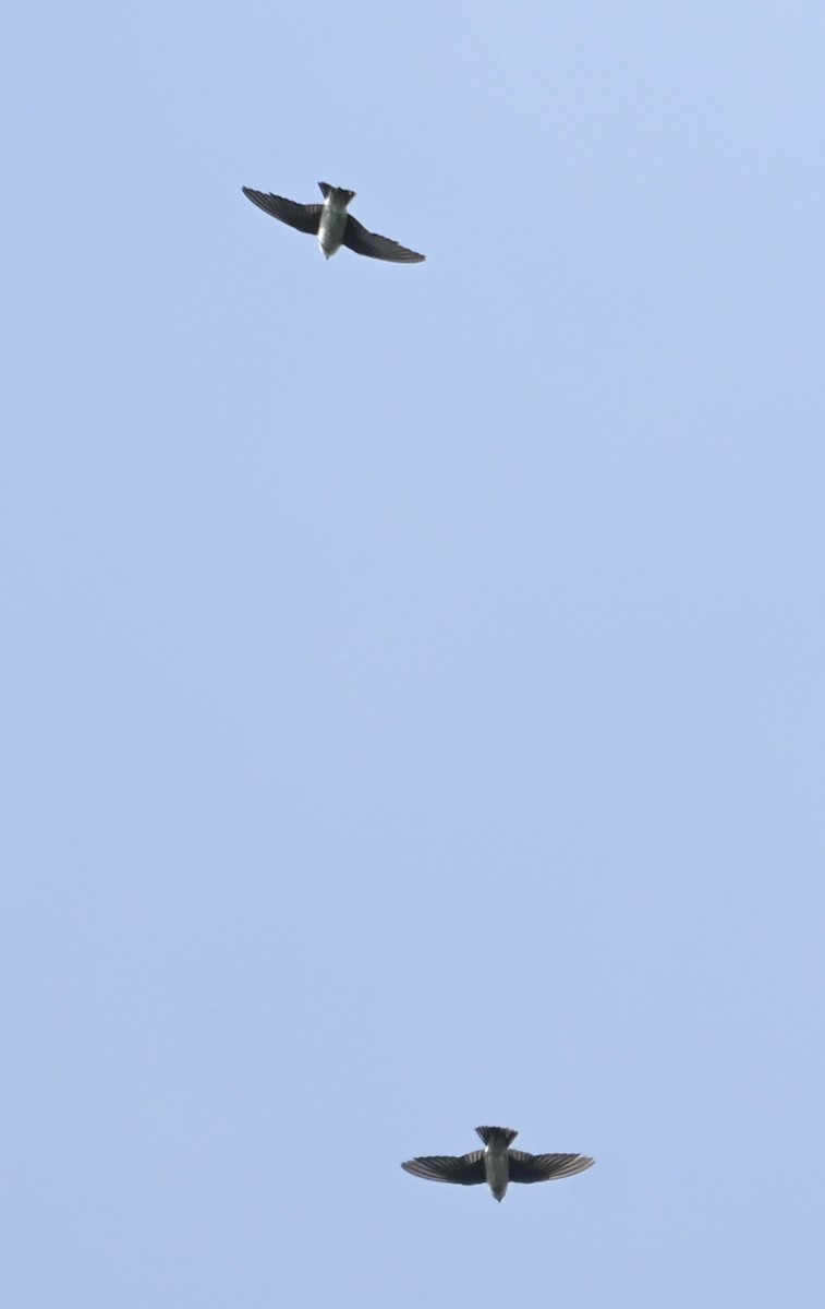 טסית אסייתית - ML645439741