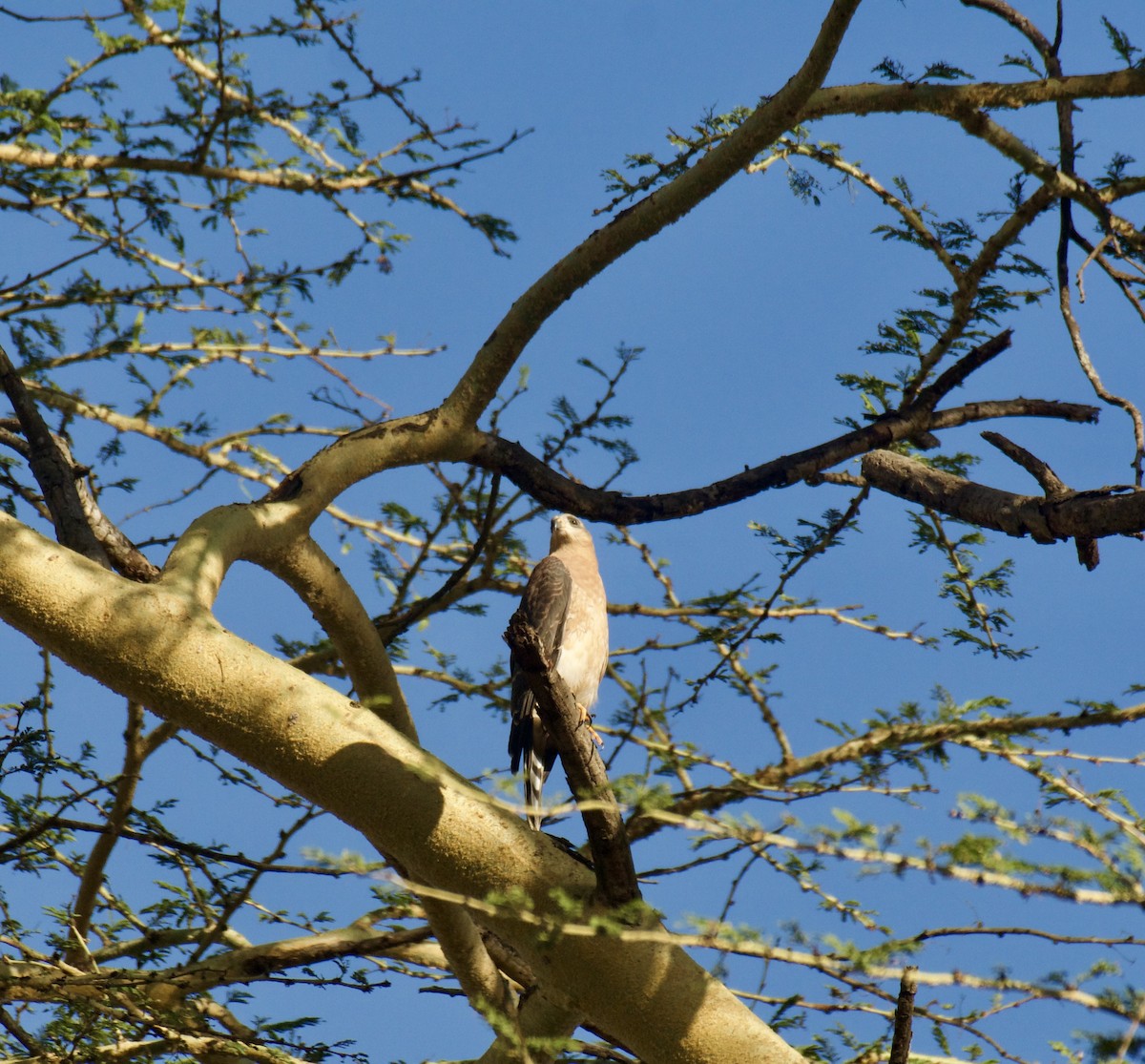 Ovambo Sparrowhawk - ML645439745