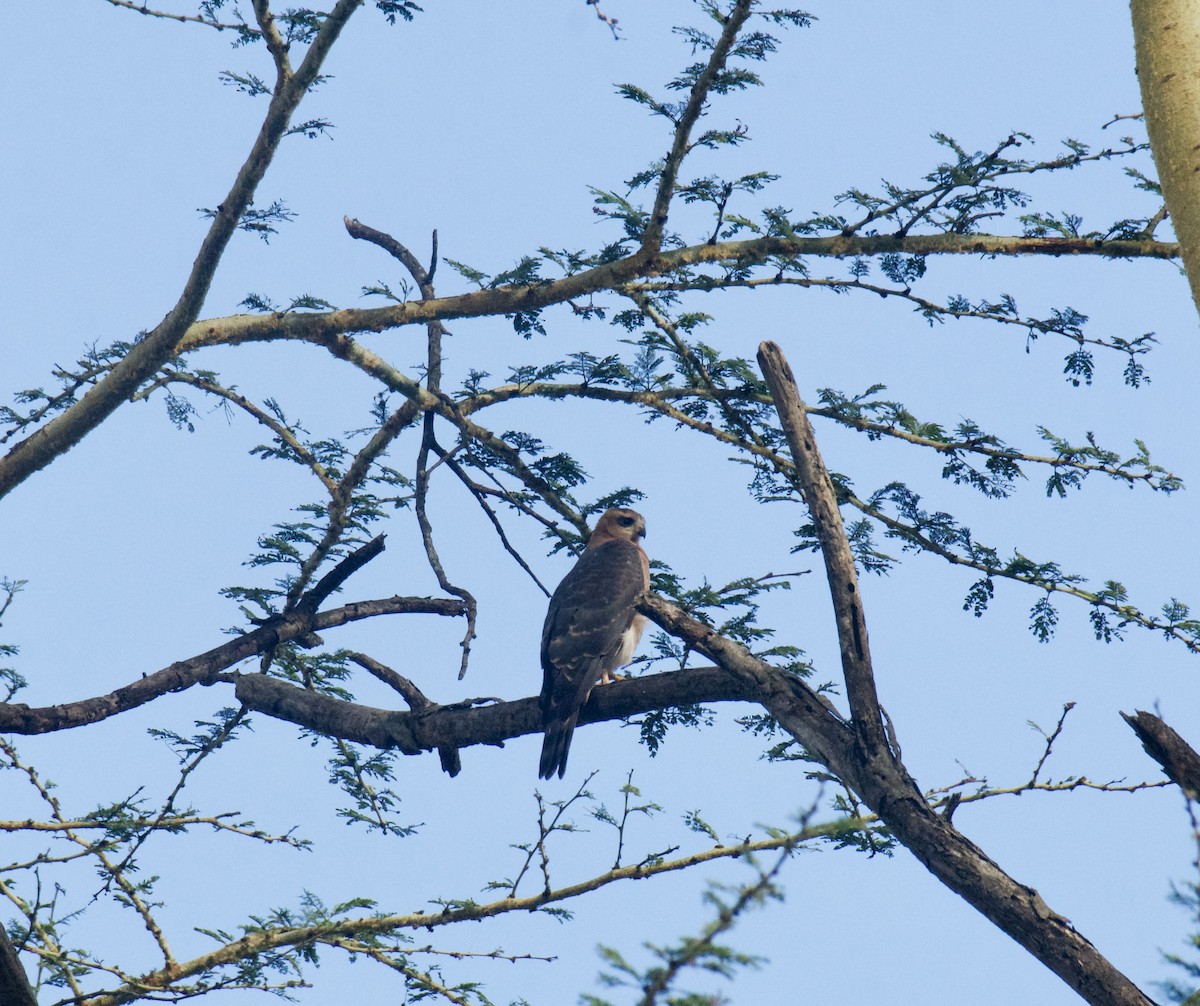 Ovambo Sparrowhawk - ML645439746