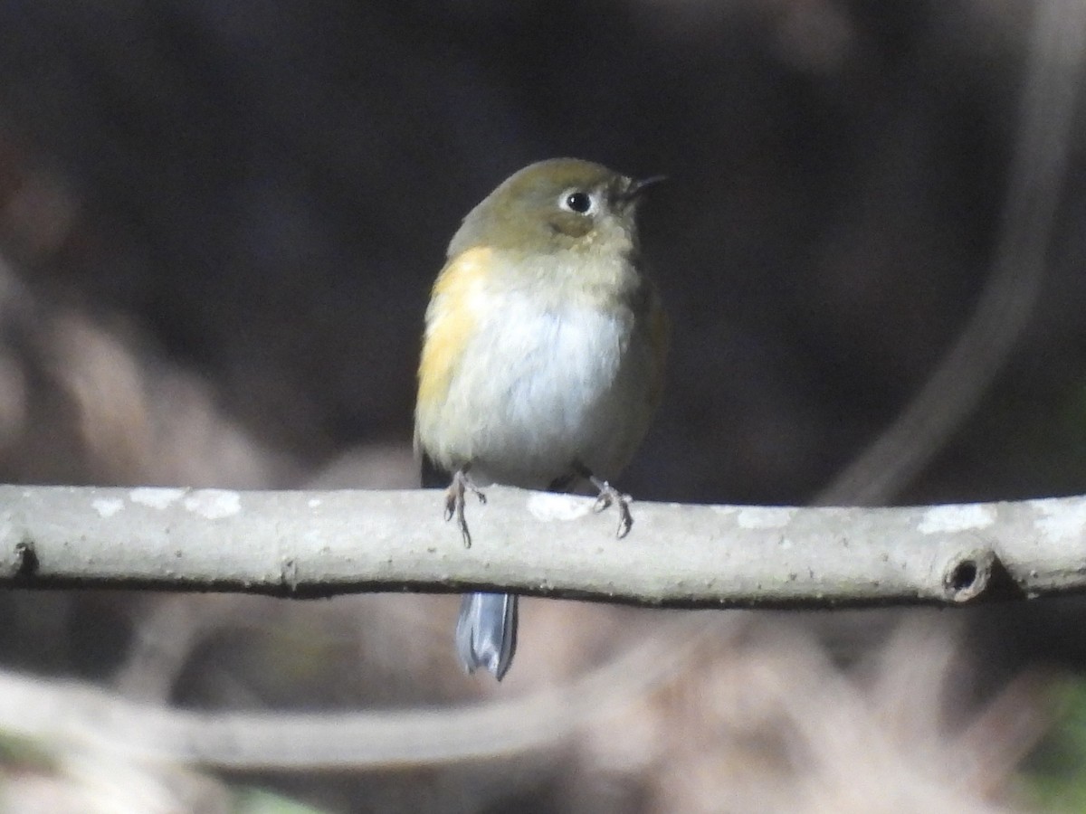 藍尾鴝 - ML645439753