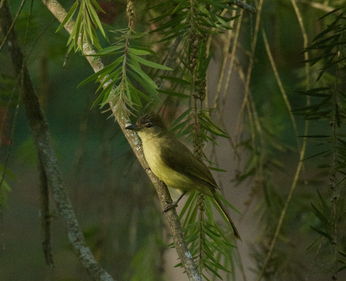 Yellow-bellied Greenbul - ML645439757