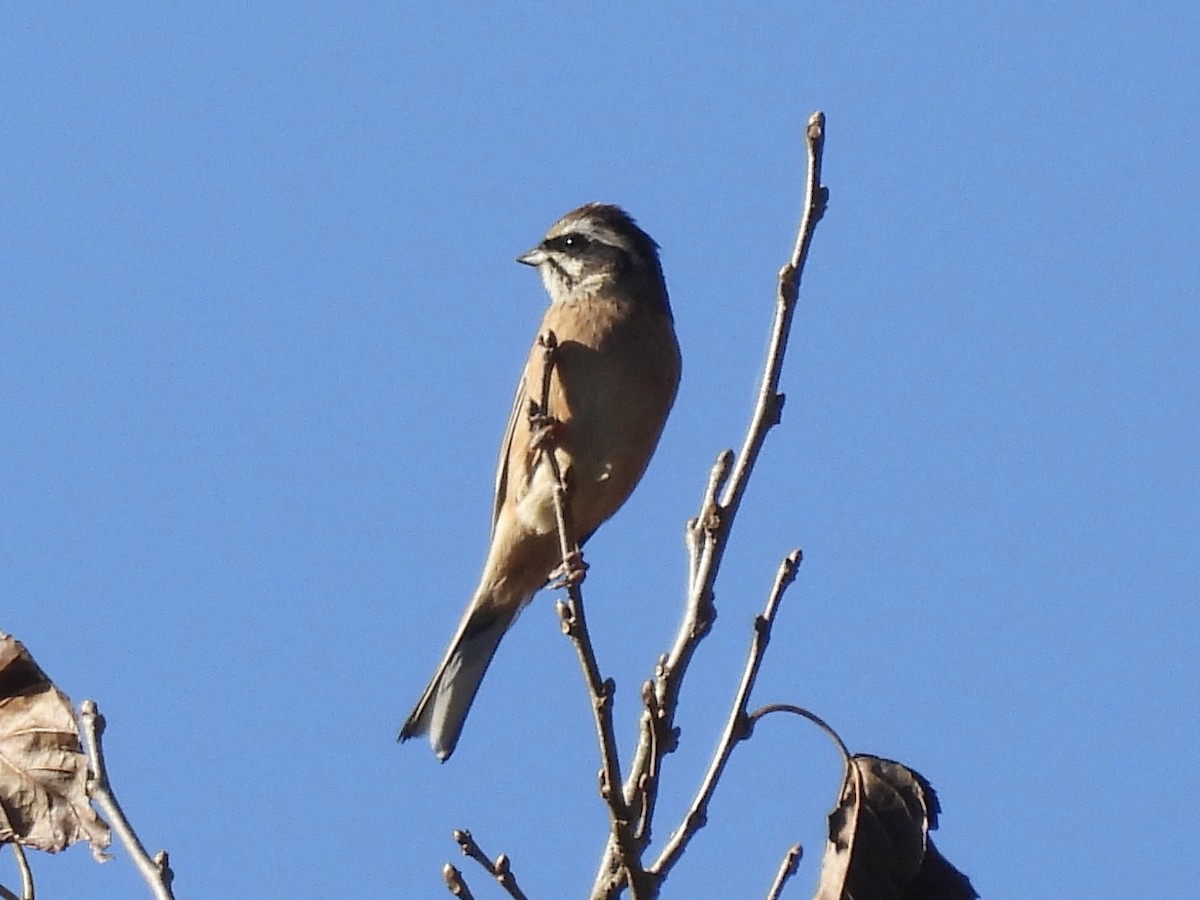 草鵐(ciopsis) - ML645439758