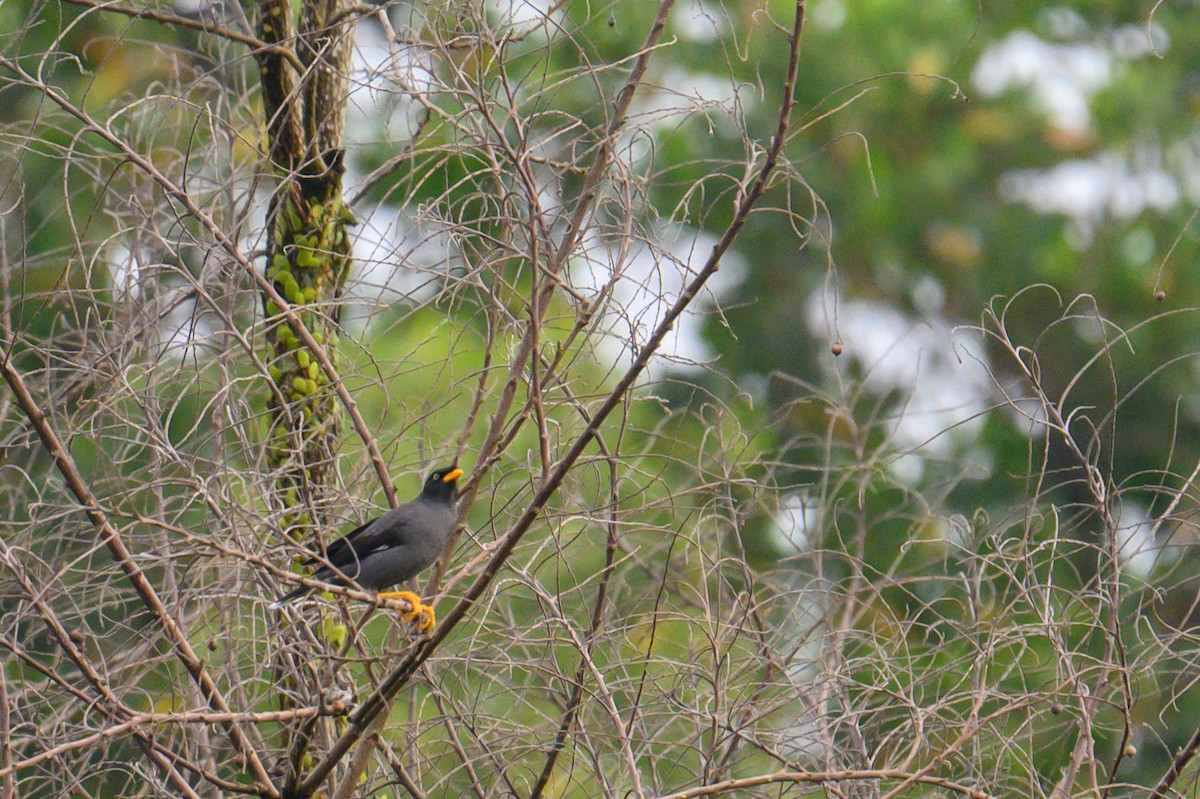 Javan Myna - ML645439760