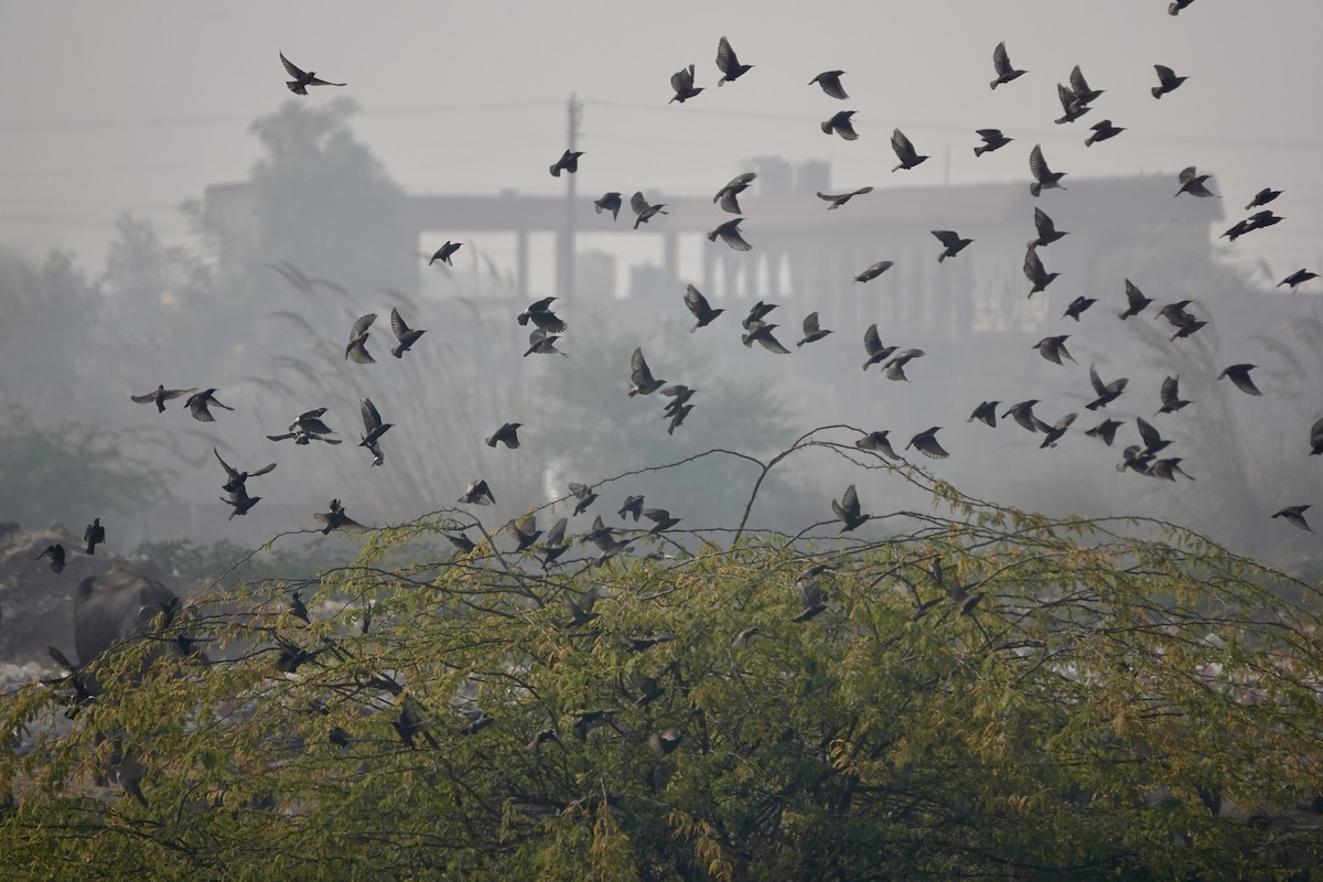 Шпак звичайний - ML645439784