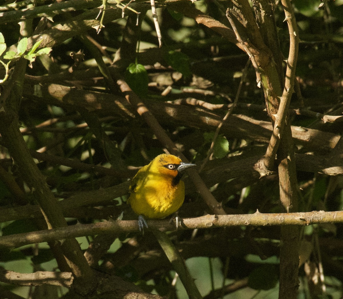 Spectacled Weaver - ML645439788