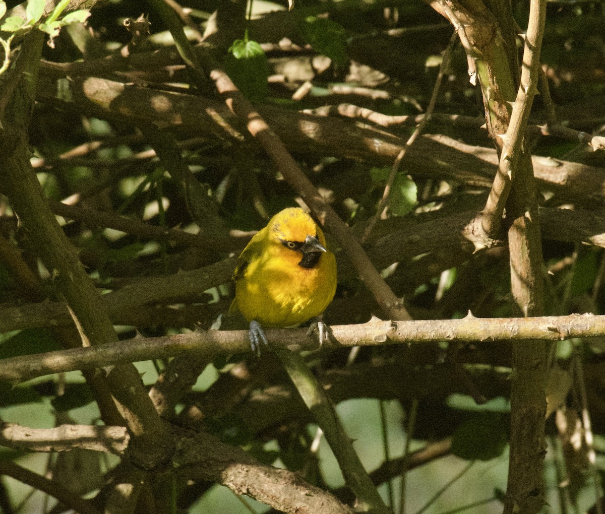 Spectacled Weaver - ML645439789