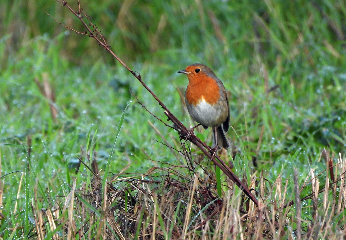 červenka obecná - ML645439794