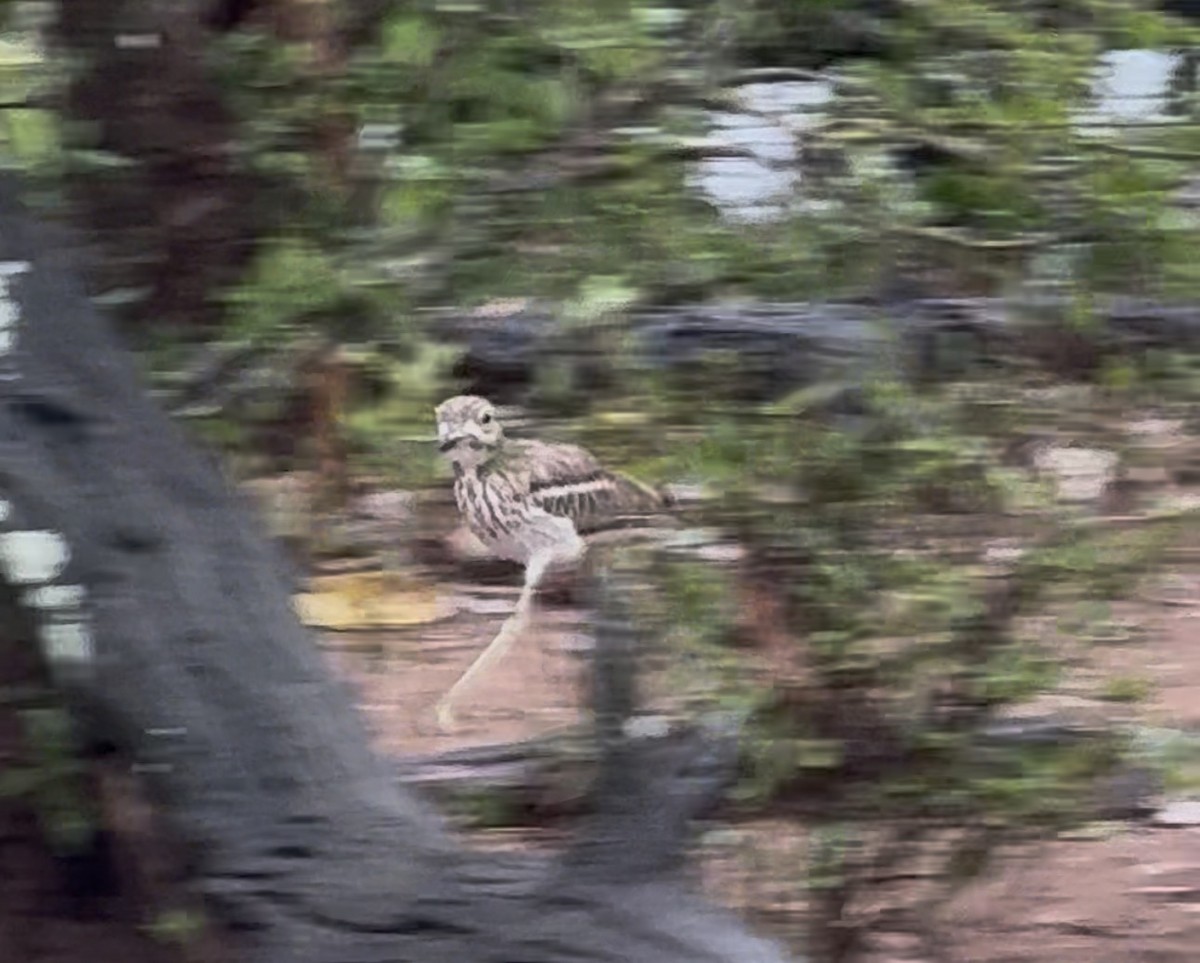 Water Thick-knee - ML645439795