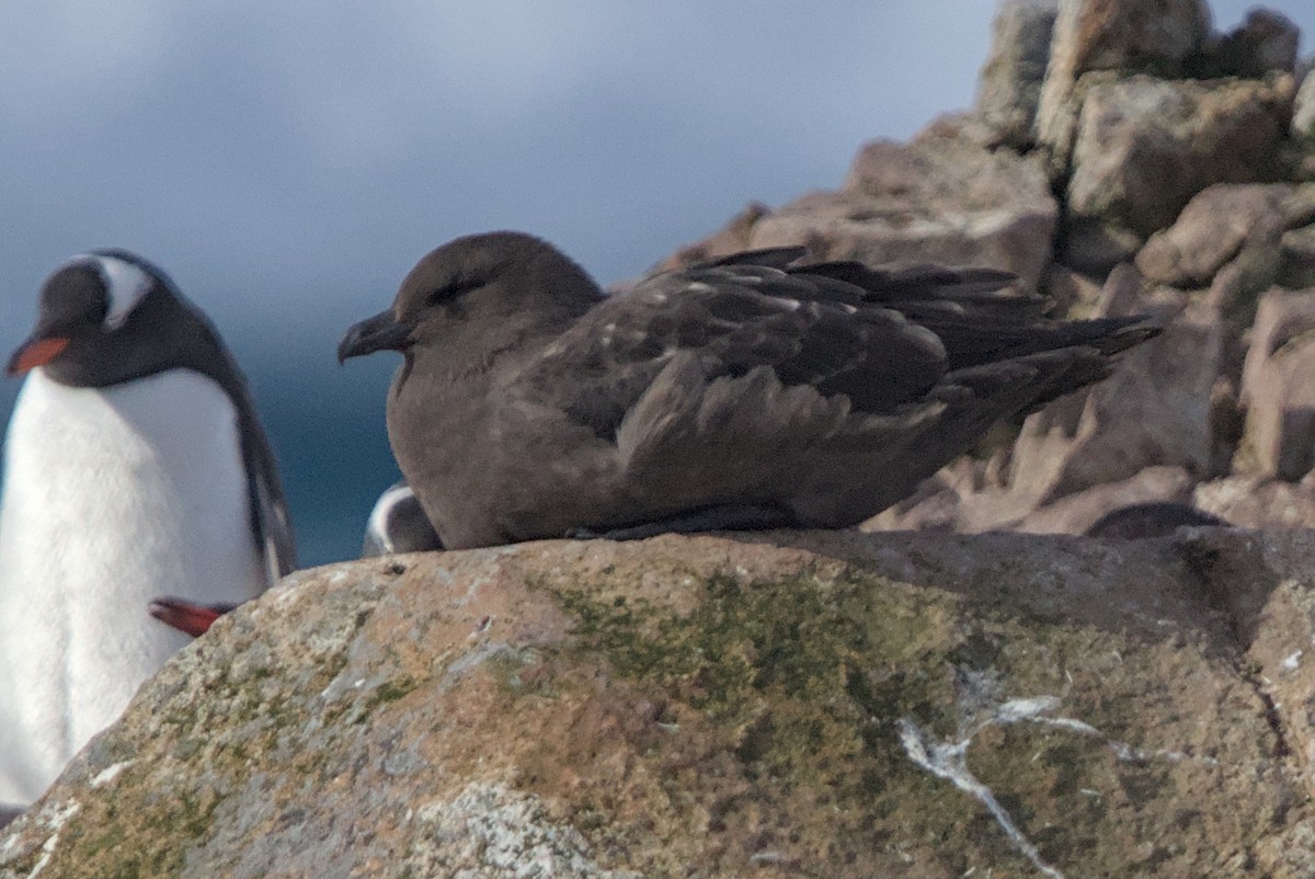 Brown Skua - ML645439796