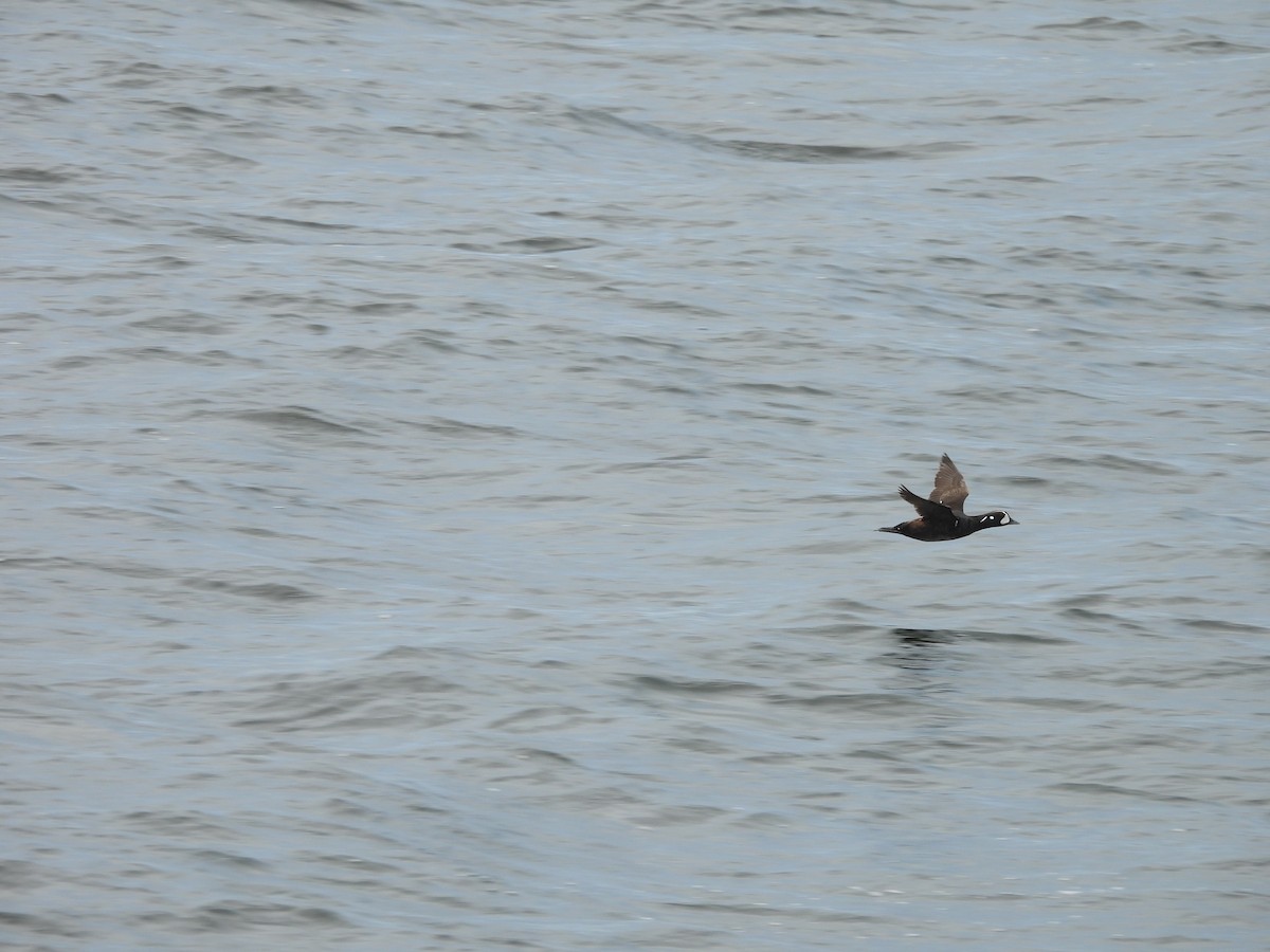 Harlequin Duck - ML645439798