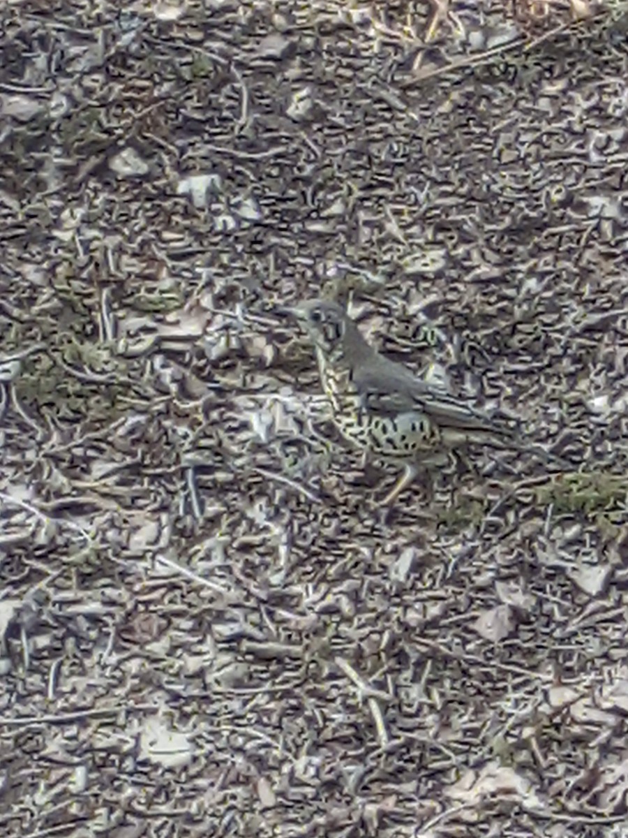 Grive draine - ML645439801