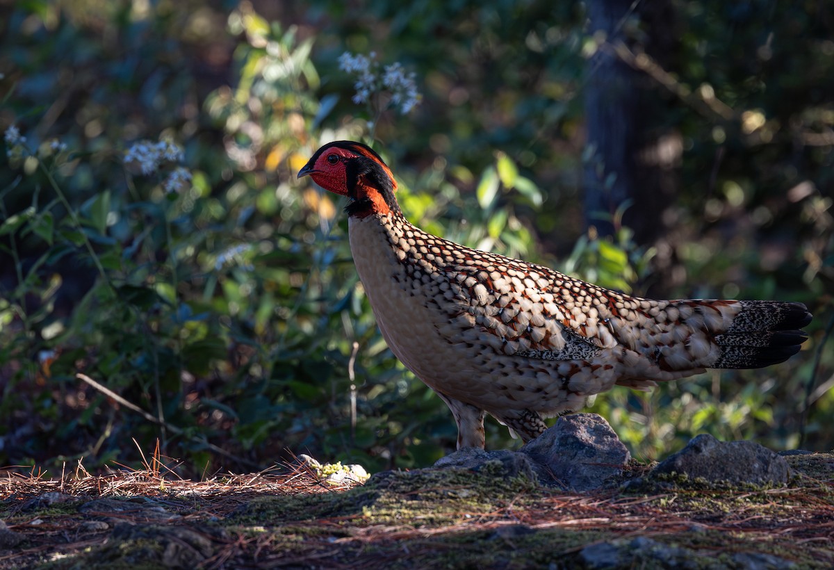 Cabot's Tragopan - ML645439804