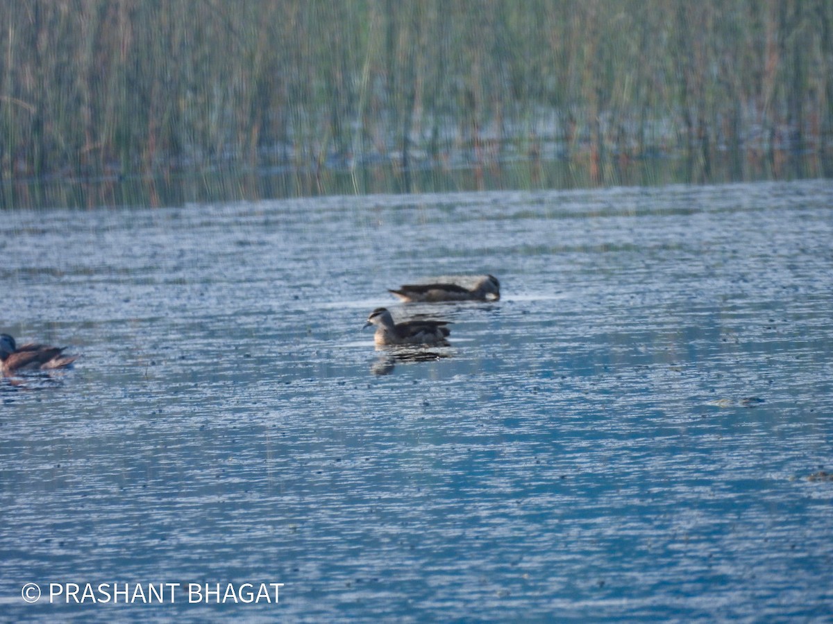 Coromandelgo antzaratxoa - ML645439807