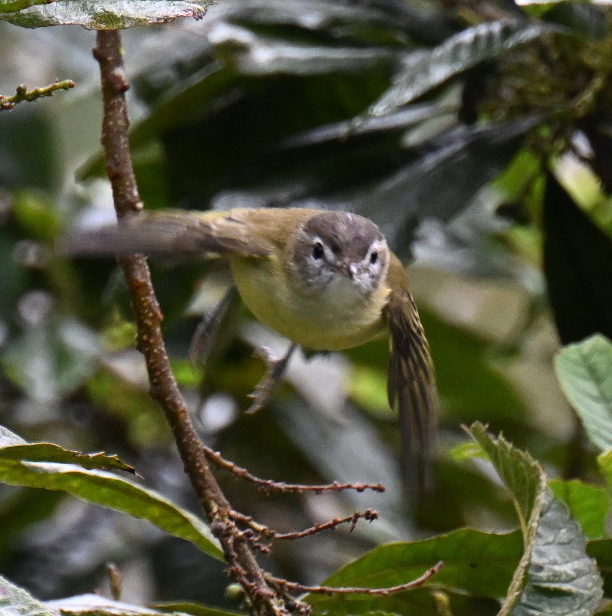 Brown-capped Vireo - ML645439808