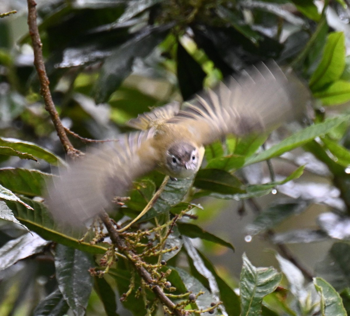 Brown-capped Vireo - ML645439809