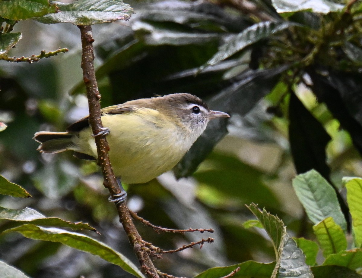 Brown-capped Vireo - ML645439810