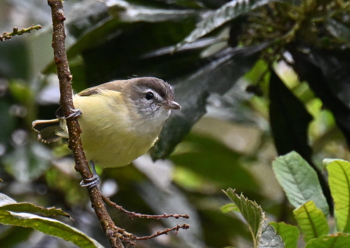 Brown-capped Vireo - ML645439811