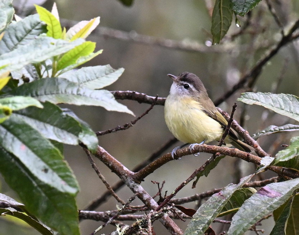 Brown-capped Vireo - ML645439812