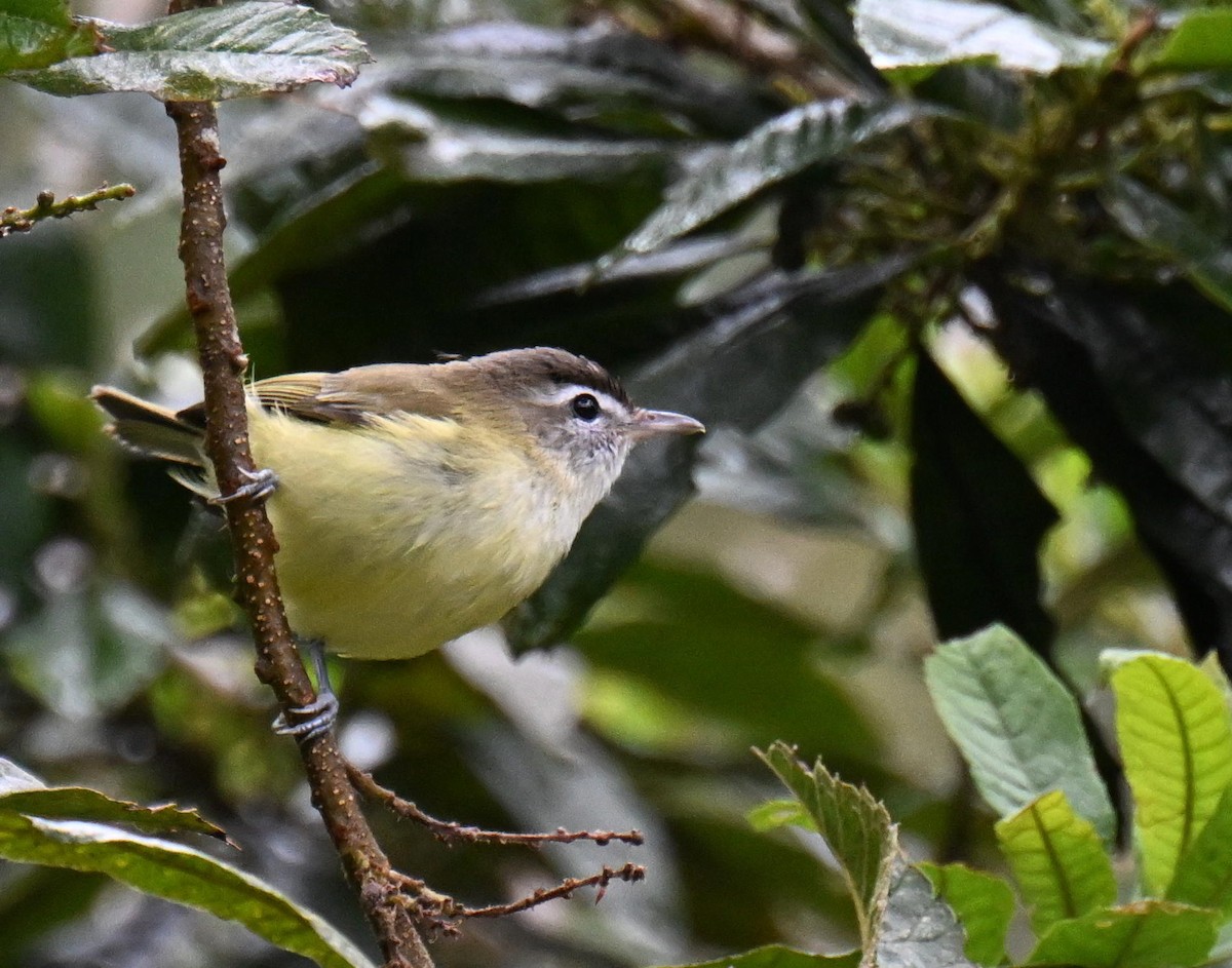 Brown-capped Vireo - ML645439813