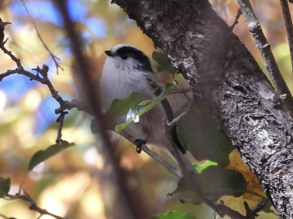 Long-tailed Tit - ML645439814